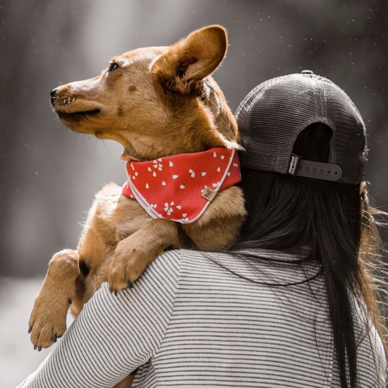 Aquatic Therapy, San Angelo Veterinarians