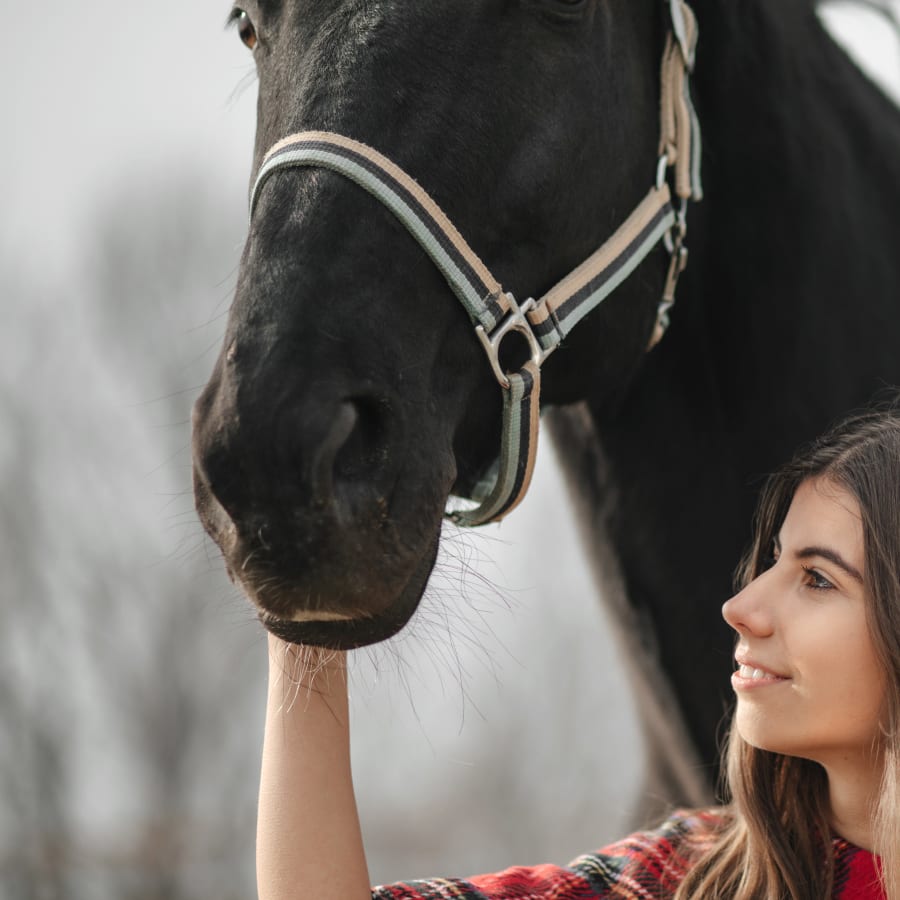 Equine Dentistry | San Angelo Vets