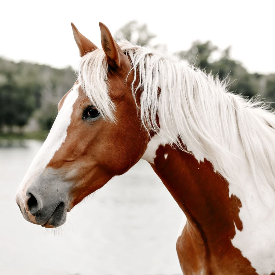 Equine Wellness Exams | San Angelo Vets