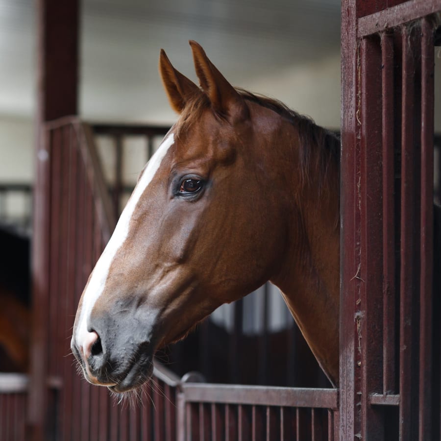 Vaccinations & Prevention | San Angelo Vets