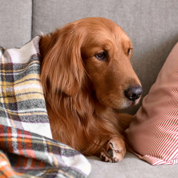 Western Veterinary Hospital | Animal Hospital in San Angelo Western Veterinary Hospital | Animal Hospital in San Angelo