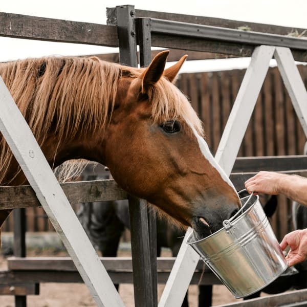 Equine Veterinary Services, San Angelo Vets
