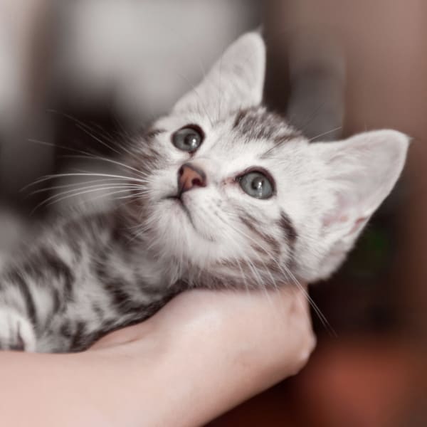 Diagnostics and Lab Services, San Angelo Vets