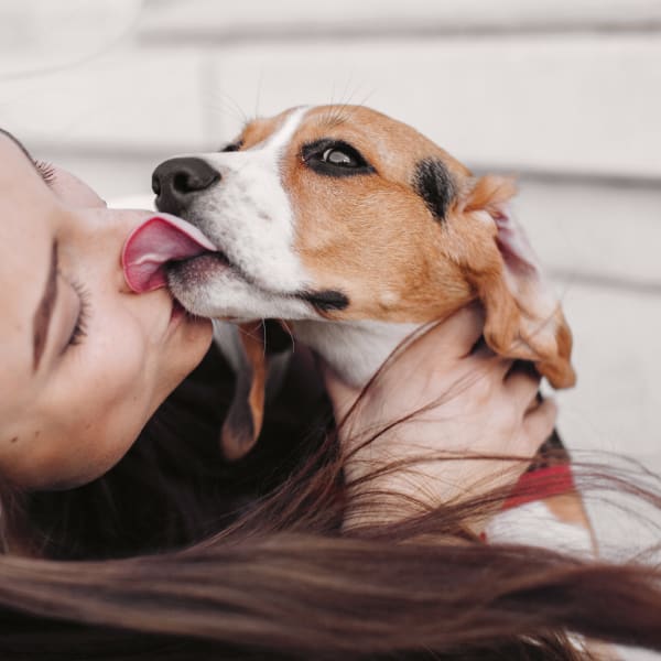 New Patients and Client, San Angelo Vets