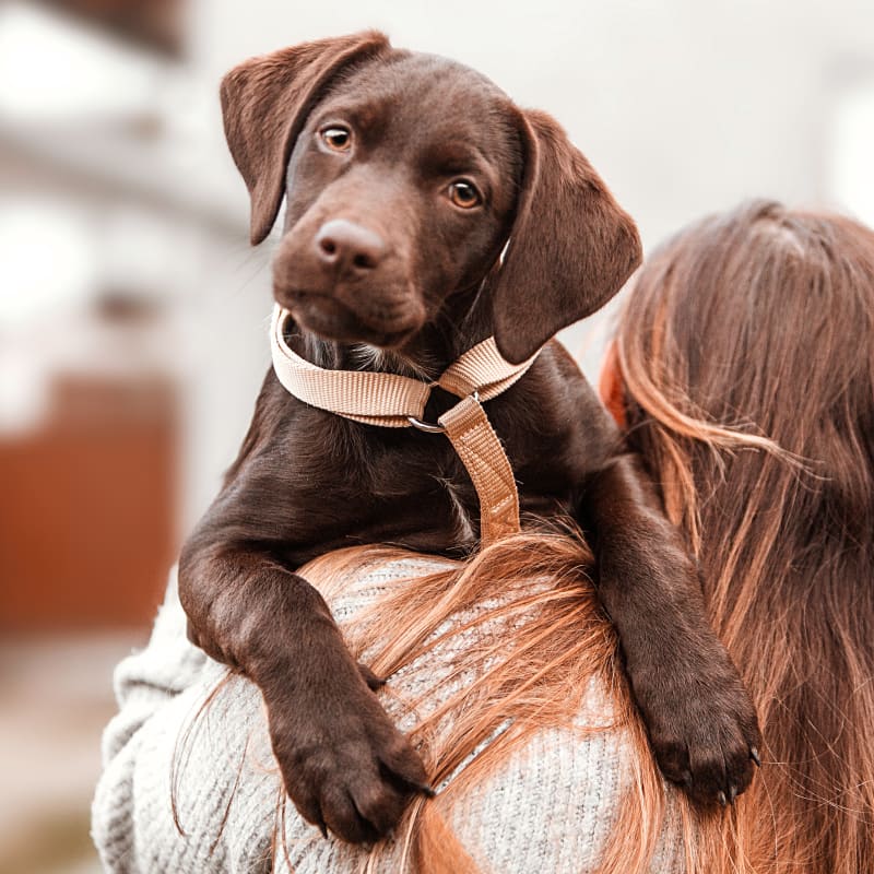 Puppy, San Angelo Veterinarians